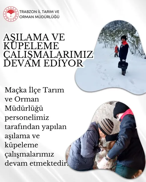 MAÇKA’DA AŞILAMA VE KÜPELEMEYE DEVAM! 