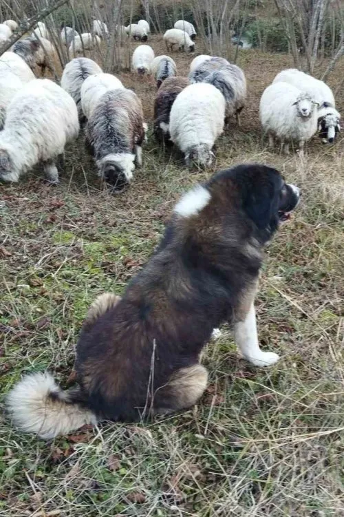 AÇGÖZLÜ PORSUK EKTİĞİNİ BİÇTİ 