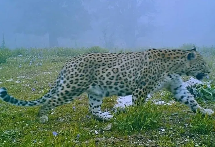 FARKLI COĞRAFYALARDA GÖRÜLMESİ  İNSANLARI TEDİRGİN EDİYOR 