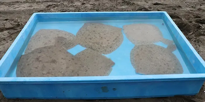 TRABZON’DA 10 KALKAN DENİZE BIRAKILDI 