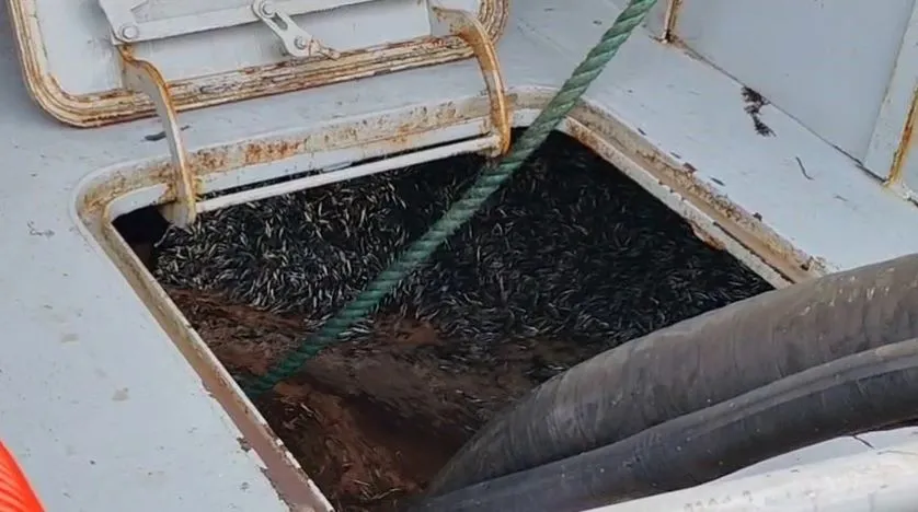 TRABZON’ DA HAFTA SONU HAMSİ YOĞUNLUĞU 