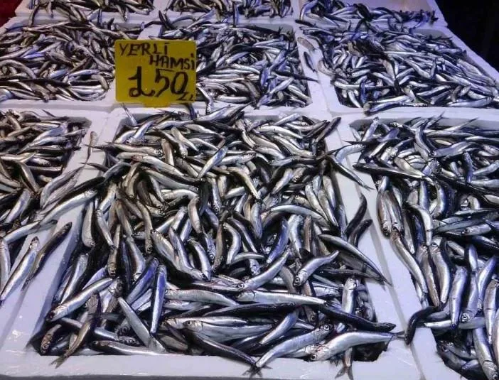 HAMSİNİN AVI DÜŞÜNCE FİYATI ARTTI 