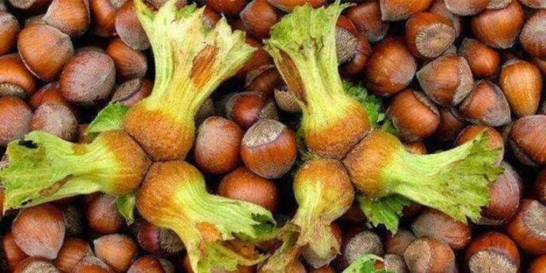 TRABZON’DA FINDIK REKOLTESİ TARTIŞMASI! 