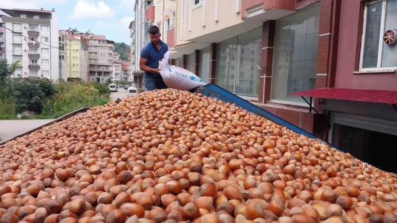 FINDIK İHRACATINDA ÇITA YÜKSELİYOR 