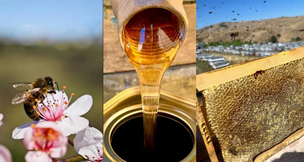 DOĞU KARADENİZ’DE ARICILIK ALARM VERİYOR 