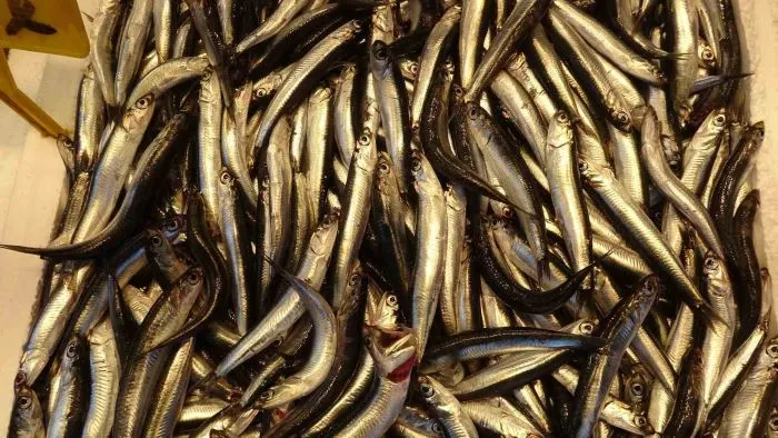 HAMSİYİ ERKEN GÖREN BALIKÇI ŞAŞKIN 